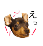 神谷犬③（個別スタンプ：21）