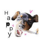 神谷犬③（個別スタンプ：22）