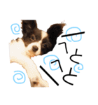 神谷犬③（個別スタンプ：30）