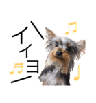 神谷犬③（個別スタンプ：36）