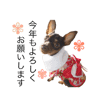 神谷犬③（個別スタンプ：40）