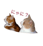 Anga＆Maru（個別スタンプ：1）