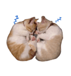 Anga＆Maru（個別スタンプ：2）