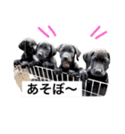 黒ラブびーたん＆チョコラブケリー2（個別スタンプ：4）
