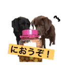 黒ラブびーたん＆チョコラブケリー2（個別スタンプ：8）