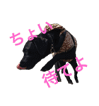 黒ラブびーたん＆チョコラブケリー2（個別スタンプ：12）