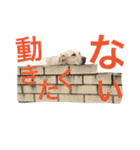 黒ラブびーたん＆チョコラブケリー2（個別スタンプ：13）