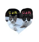 すごごい猫。（個別スタンプ：1）