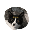 すごごい猫。（個別スタンプ：2）