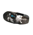 すごごい猫。（個別スタンプ：3）