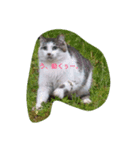 すごごい猫。（個別スタンプ：4）