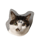 すごごい猫。（個別スタンプ：7）