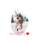 チワワのペロ（個別スタンプ：1）