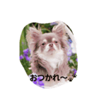 チワワのペロ（個別スタンプ：5）