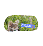 チワワのペロ（個別スタンプ：7）
