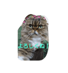 猫Love（個別スタンプ：1）
