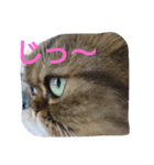 猫Love（個別スタンプ：2）