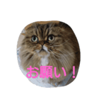 猫Love（個別スタンプ：3）