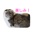 猫Love（個別スタンプ：4）