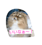 猫Love（個別スタンプ：6）