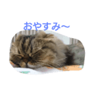 猫Love（個別スタンプ：7）