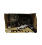 アメリカン  ショートヘア マリ（個別スタンプ：9）
