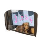写真で我が家の犬たち（個別スタンプ：2）