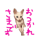ふぁあちゃん（個別スタンプ：5）