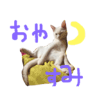 ふぁあちゃん（個別スタンプ：7）