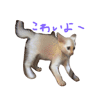 ふぁあちゃん（個別スタンプ：11）