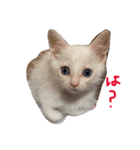ふぁあちゃん（個別スタンプ：13）