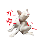ふぁあちゃん（個別スタンプ：20）