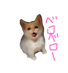 ふぁあちゃん（個別スタンプ：23）