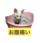 ふぁあちゃん（個別スタンプ：31）