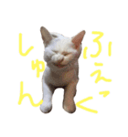 ふぁあちゃん（個別スタンプ：36）