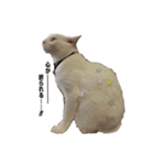 にゃーすけ#優男〜（個別スタンプ：3）