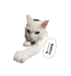 にゃーすけ#優男〜（個別スタンプ：4）
