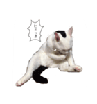 にゃーすけ#優男〜（個別スタンプ：5）