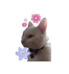 にゃーすけ#優男〜（個別スタンプ：8）