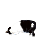 うちの牛猫さん（個別スタンプ：1）