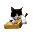 うちの牛猫さん（個別スタンプ：2）