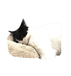 うちの牛猫さん（個別スタンプ：3）