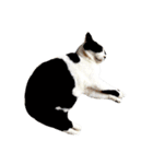うちの牛猫さん（個別スタンプ：4）
