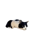 うちの牛猫さん（個別スタンプ：6）