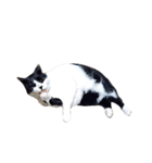 うちの牛猫さん（個別スタンプ：8）