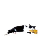 うちの牛猫さん（個別スタンプ：10）