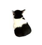 うちの牛猫さん（個別スタンプ：12）