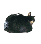 うちの牛猫さん（個別スタンプ：14）