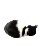 うちの牛猫さん（個別スタンプ：17）