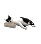 うちの牛猫さん（個別スタンプ：18）